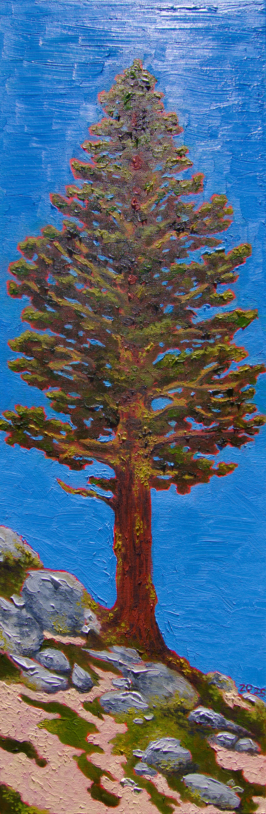 Pine Tree on the Incline Flume Trail